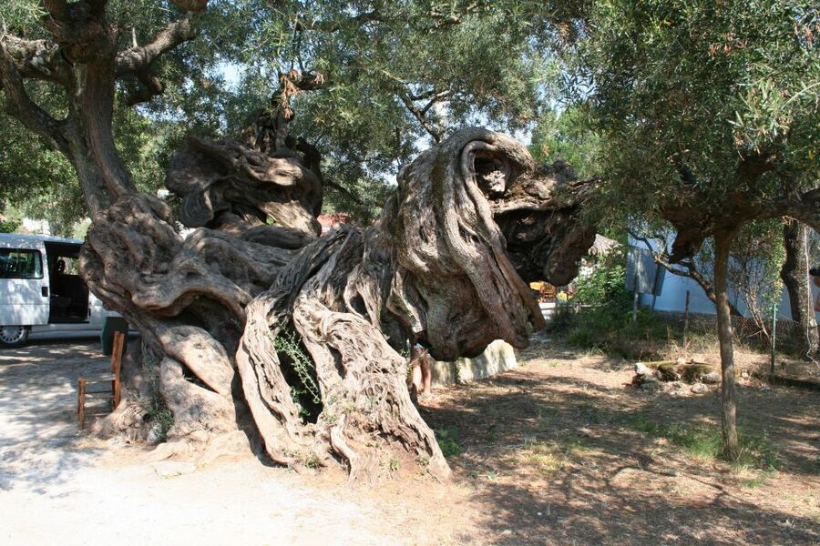 Zakynthos: Shipwreck Beach with Blue Caves Land & Sea Tour - What the 58 dollar price really covers