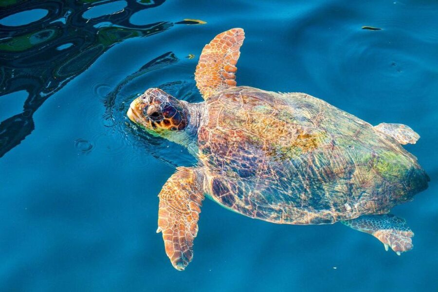 Zakynthos: Turtle Island & Keri Caves Glass-Bottom Boat Tour - Key details to know before booking