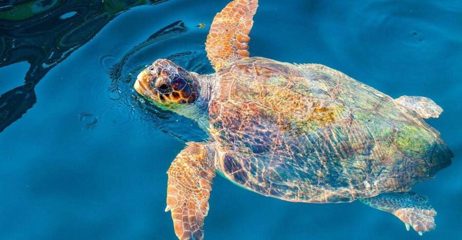 Zakynthos: Turtle Island & Keri Caves Glass-Bottom Boat Tour - Who should book this boat trip?