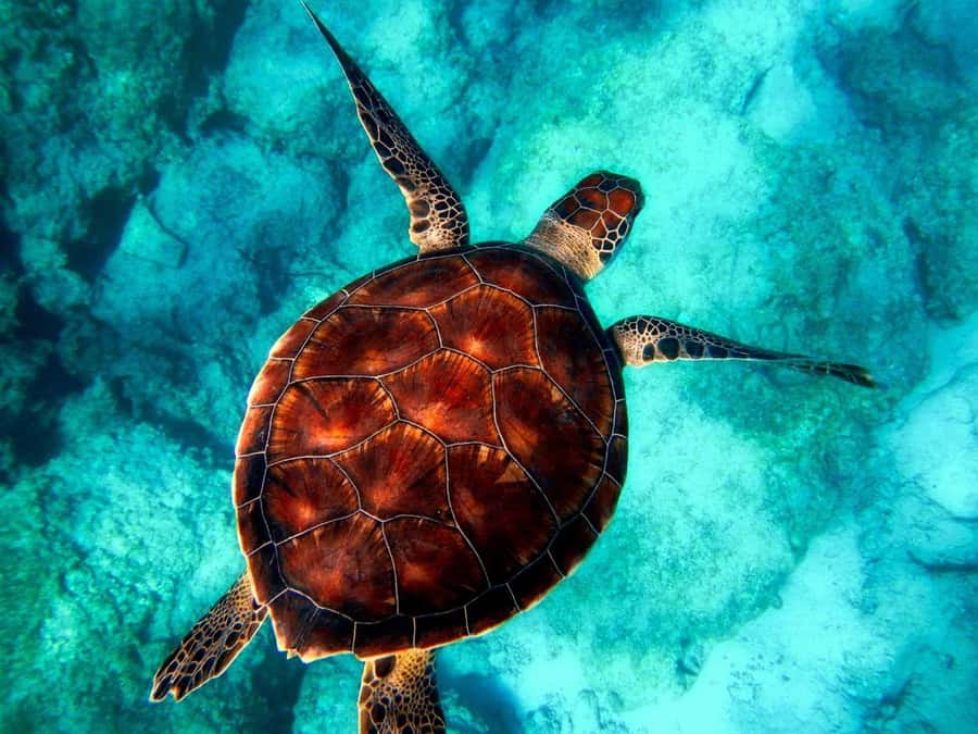 Zanzibar: Mnemba Island, Prison Island and Salaam Cave Tour - Mnemba Atoll starts the day with dolphins and reef water