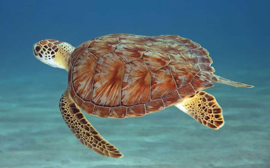 Zanzibar: Mnemba Island, Prison Island and Salaam Cave Tour - Prison Island trades salt water for giant tortoises