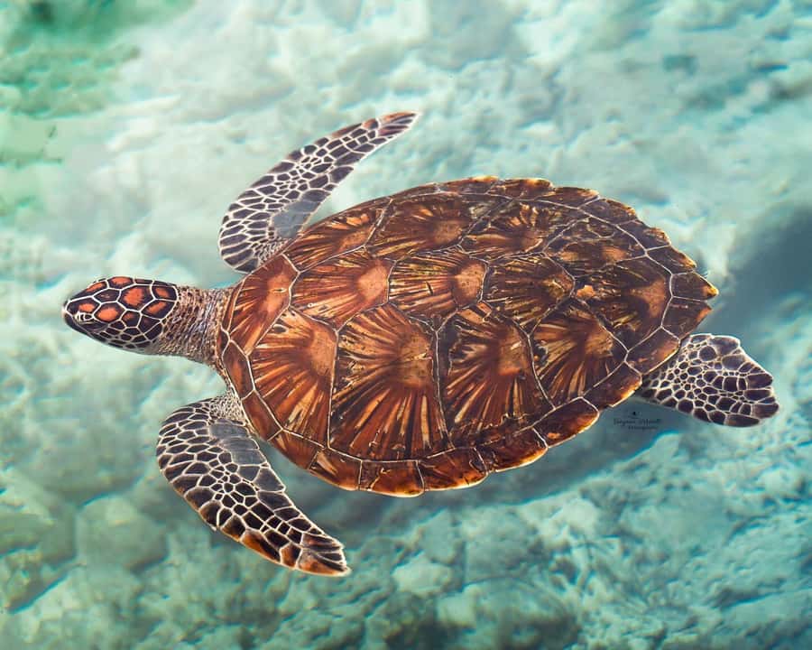 Zanzibar: Sea Turtle Swim at Salam Cave in Kizimkazi Village - The journey from your hotel to Kizimkazi