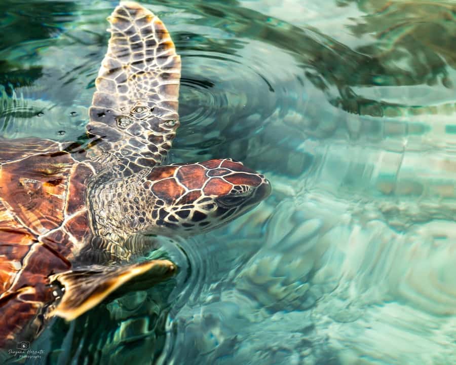 Zanzibar: Sea Turtle Swim at Salam Cave in Kizimkazi Village - What swimming with the turtles is really like