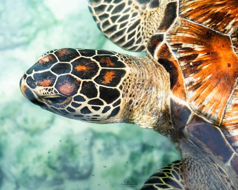 Zanzibar: Sea Turtle Swim at Salam Cave in Kizimkazi Village - The guide and driver experience