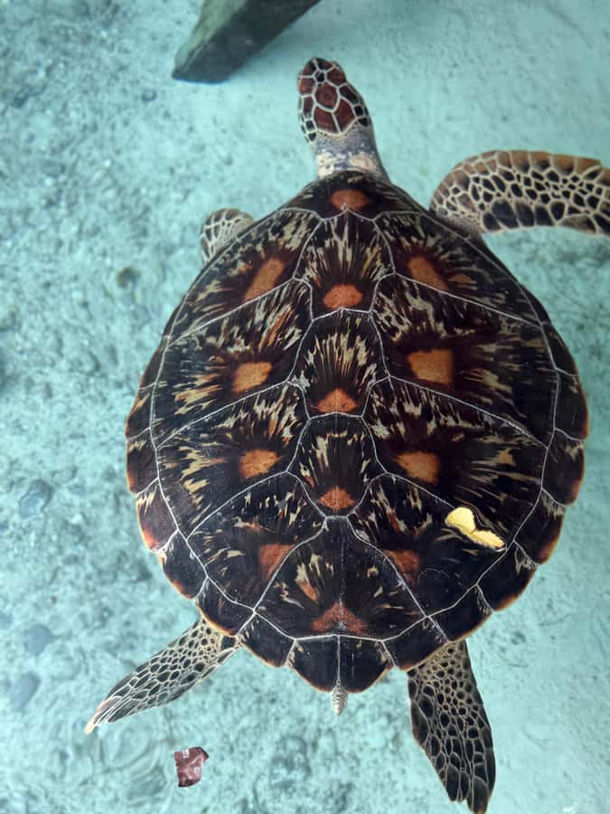 Zanzibar: Sea Turtle Swim at Salam Cave in Kizimkazi Village - Is the $50 price good value?