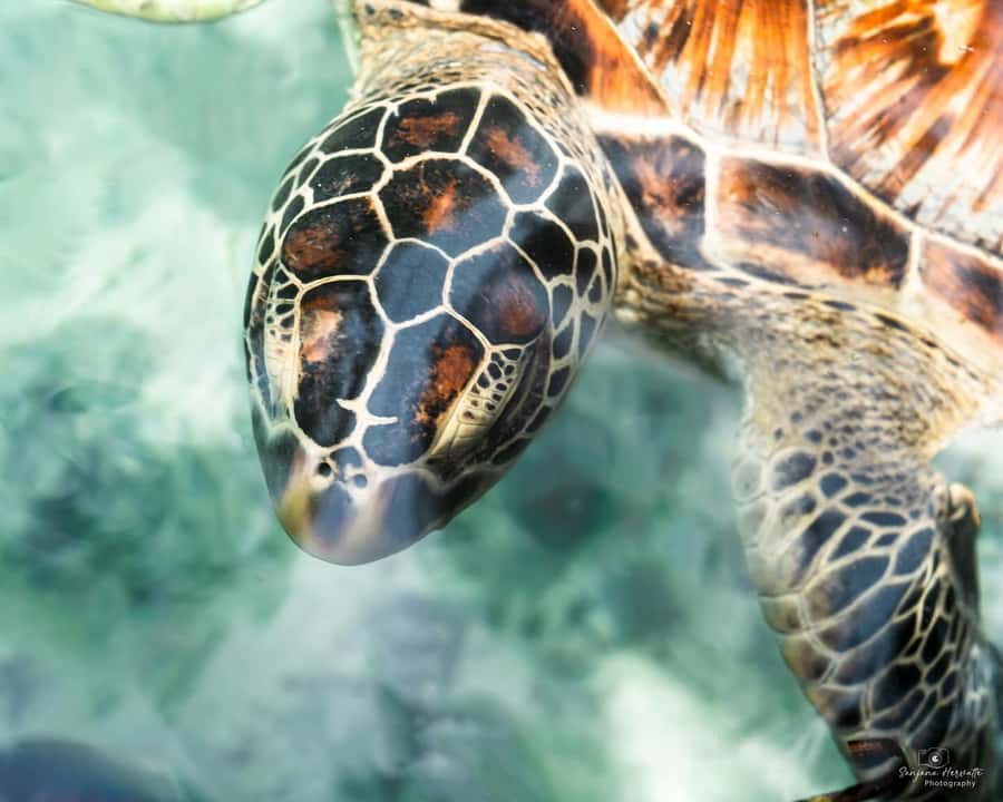 Zanzibar: Sea Turtle Swim at Salam Cave in Kizimkazi Village - Who will enjoy Salam Cave most?