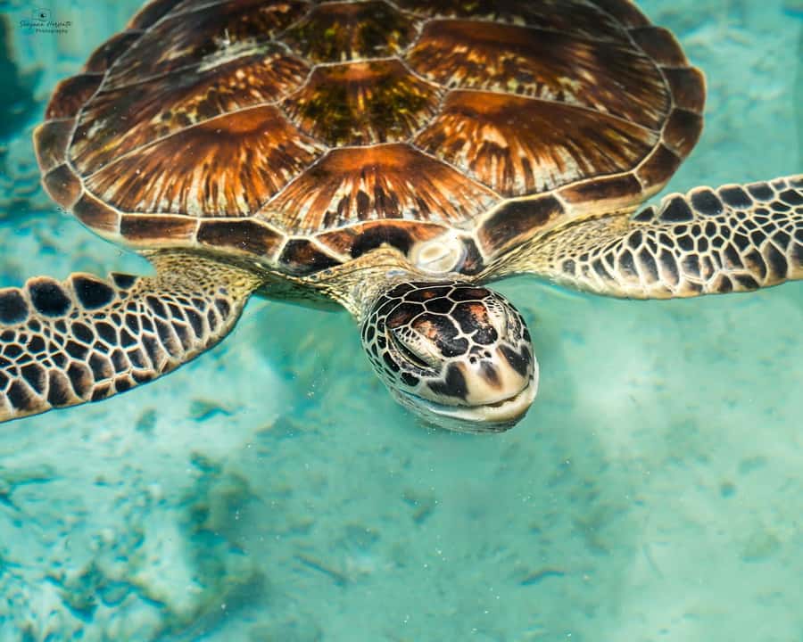 Zanzibar: Sea Turtle Swim at Salam Cave in Kizimkazi Village - Arriving at Salam Cave Aquarium
